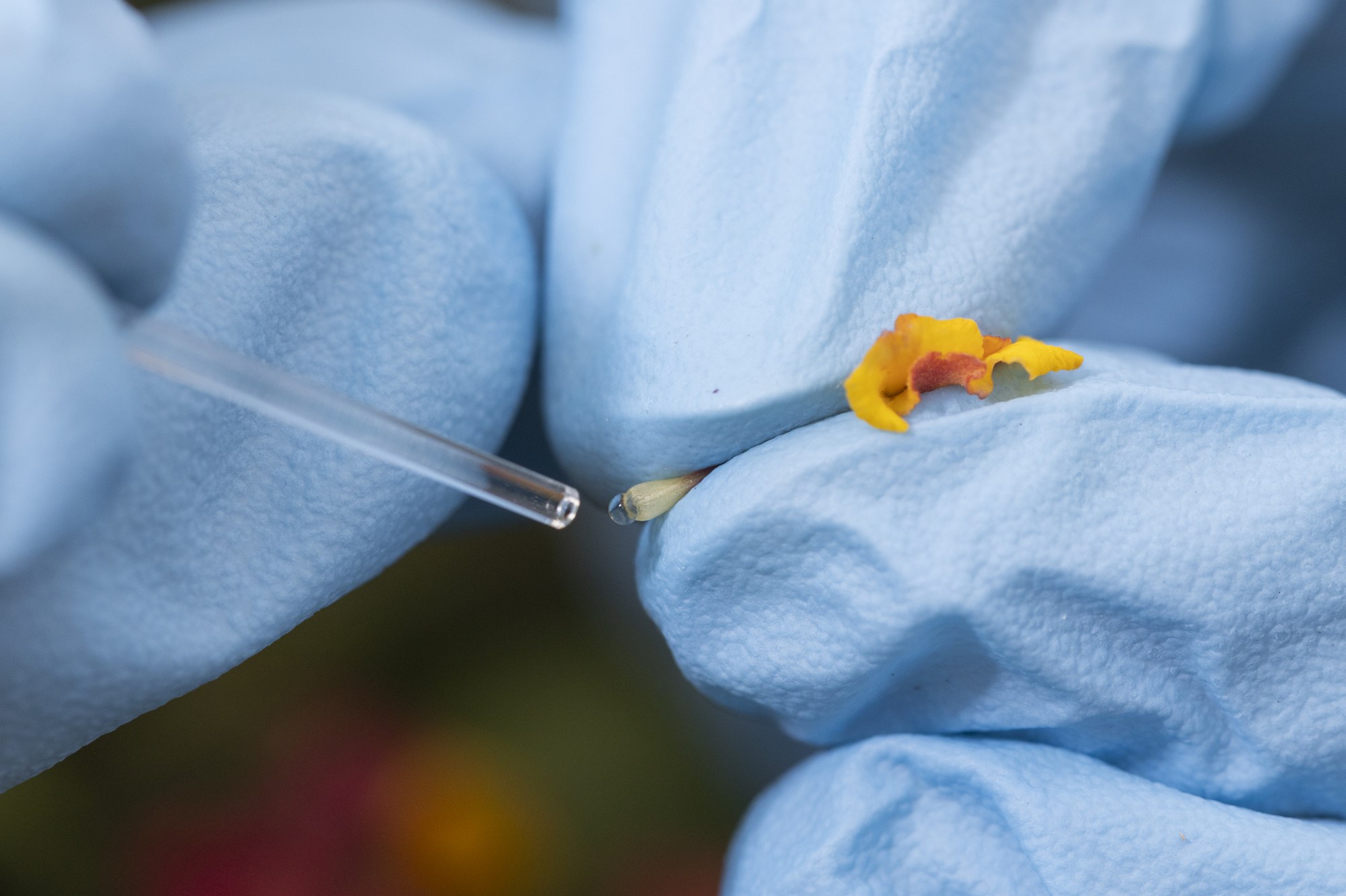 Collecting nectar with a microcapillary